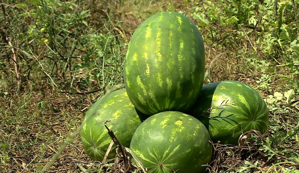 Shalqiri, fruti që shoqëron ditët e nxehta të verës, gabimi që duhet të shmangni për të mos rrezikuar helmimin
