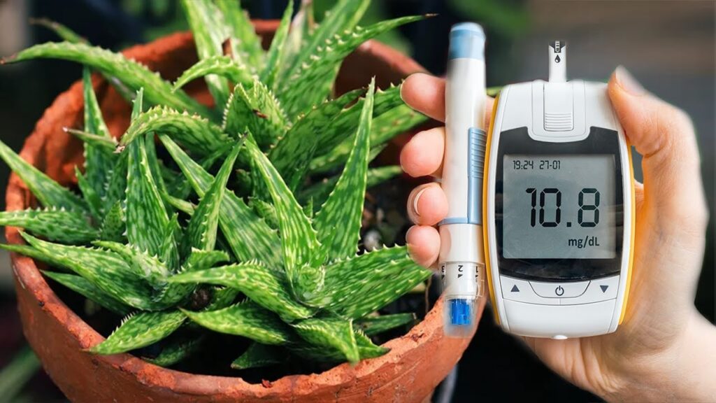 Aloe vera, bima shëruese që po tërheq vëmendjen për efektet e saj tek diabeti